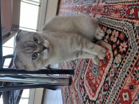 8 aylık dişi scottish fold aşıları tam