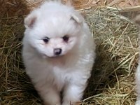1 buçuk aylık pomeranian