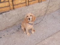 8 Aylık American Cocker