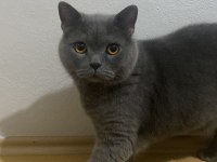 6 yaşında kısır erkek british