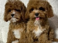 TOY POODLE YAVRULAR İZMİR