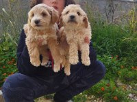 5 ADET YAVRU MALTİPOO