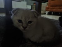 SATILIK YAVRU SCOTTİSH BLUE POİNT ERKEK KEDİMİZ