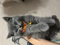 British shorthair 3 aylık