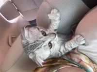 Scottish Fold 3 Aylık