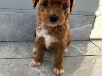 Baby toy poodle
