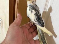 52 GÜNLÜK HARİKA BEBEK SULTAN
