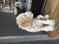 Maltese terrier 2 aylık
