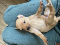 Minyatür pinscher safkan