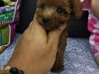 ORJİNAL TOY POODLE 2 kiloyu geçmeyecek tea cup
