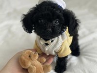 Ev ortamından siyah toy poodle yavrular