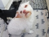 Ücretsiz eğitimli terrier