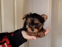 Yorkshire terrier
