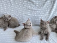 Teslime hazır british shorthair yavrular yuvasını arıyor