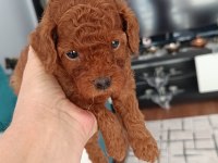 Toy Poodle Köpeği