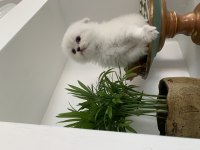 Teslime hazır scottish fold yavrularımız
