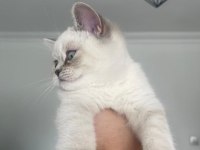 Blue point 2 aylık british shorthair