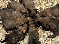 Belçika Kurdu (Malinois)
