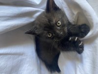 BRITISH BLACK SHORTHAIR