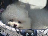Ankaranın ruhsatlı çiftliğinden  pomeranian yavrular