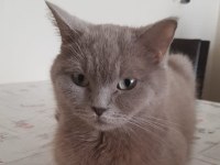 DİŞİ 2 YAŞINDA BRİTİSH SHORTHAİR KEDİMİZ