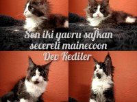 Secereli Dev Yavru Maine Coon