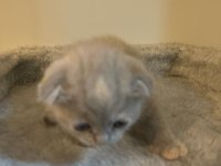 Kahve rengi scottish fold