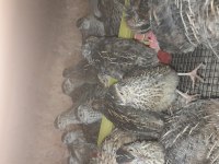 35 Günlük Yumurtaya Hazır Japon Bıldırcın