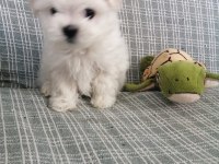 Maltese yavrular