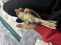 Full evcil turkuaz konur 5 aylık