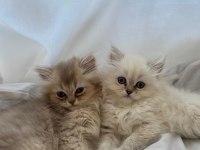 Dişi son kalan yavru british longhair
