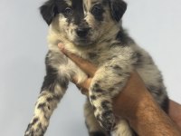 DÜNYANIN EN AKILLI KÖPEKLERİ