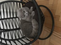 4,5 aylık scottish fold lilak dişi