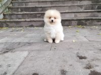 Pomeranian boo