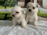 MALTESE TERRİER YAVRU