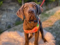 Gerçek cane corso köpekler için Ulaşın