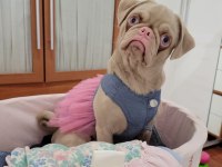 Egzotik Pug Mops