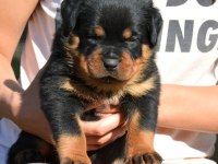 Türkiyenin güvenilir çiftliğinden rottweiler bebekler