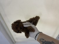 Efsane poodle yavrularımız