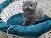 Bebek British Shorthair