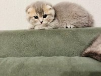 Scottish fold kediler tuvalet eğitimleri var