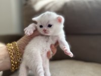 British shorthair beyaz silver ve blue yavrular