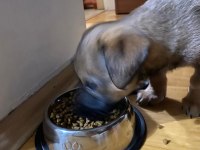 Küçük Irk fino yavru ev köpeği