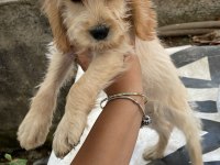 ANTALYA MALTİPOO KÖPEKLER