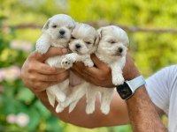 Korea Teacup Maltese Yavrularımız