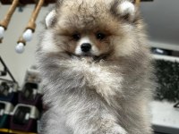 3.5 aylık dişi pomeranian köpeğimiz