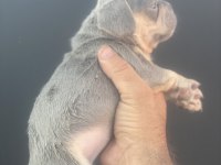 İzmirden lilact an french bulldog dişi yavrumuz