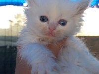 British longhair