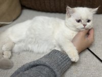 Golden point ay 1133 british shorthair