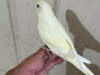 30 GÜNLÜK CREMİO DİŞİ BEBEK MUHABBET KUŞU